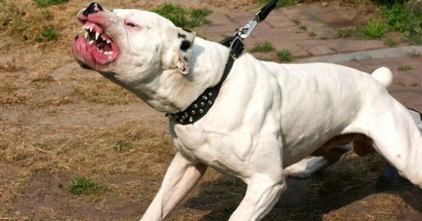 PETA - Kẻ đạo đức giả đằng sau những thông điệp nhân đạo? (Kỳ 2) PETA - Kẻ đạo đức giả đằng sau những thông điệp nhân đạo? (Kỳ 2)