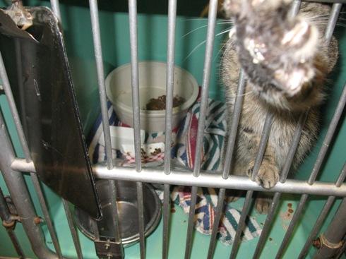 PETA - Kẻ đạo đức giả đằng sau những thông điệp nhân đạo? (Kỳ 2) PETA - Kẻ đạo đức giả đằng sau những thông điệp nhân đạo? (Kỳ 2)