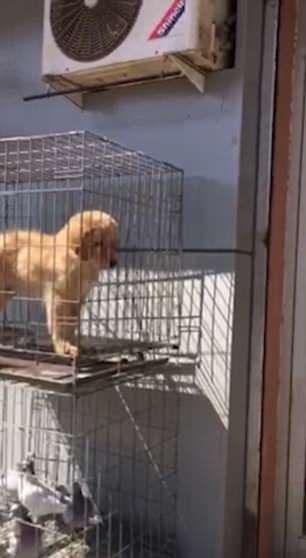 Da mèo được bày bán công khai tại chợ truyền thống Trung Quốc gây sốc Da mèo được bày bán công khai tại chợ truyền thống Trung Quốc gây sốc