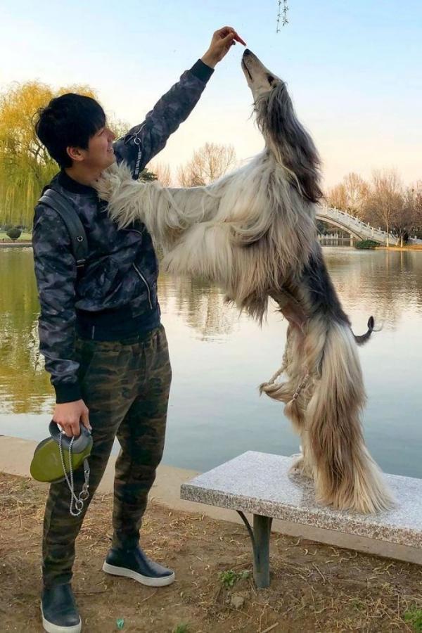 Chủ nhân chi hàng trăm triệu đồng để chó cưng có bộ lông mượt mà như tóc người Chủ nhân chi hàng trăm triệu đồng để chó cưng có bộ lông mượt mà như tóc người