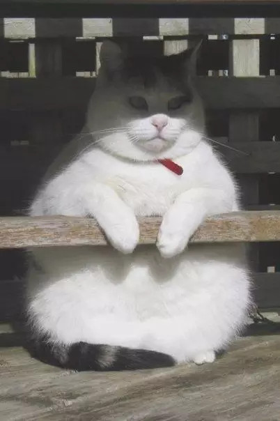Béo ú na ú nần thế này, các 'boss' mèo vẫn có thể làm tim 'sen' tan chảy Béo ú na ú nần thế này, các 'boss' mèo vẫn có thể làm tim 'sen' tan chảy