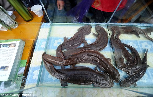 Loài lưỡng cư lớn nhất thế giới ở Trung Quốc đang có nguy cơ tuyệt chủng vì bị… ăn thịt Loài lưỡng cư lớn nhất thế giới ở Trung Quốc đang có nguy cơ tuyệt chủng vì bị… ăn thịt