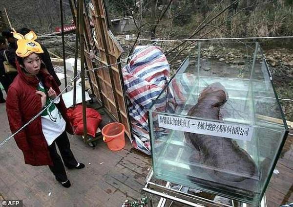 Loài lưỡng cư lớn nhất thế giới ở Trung Quốc đang có nguy cơ tuyệt chủng vì bị… ăn thịt Loài lưỡng cư lớn nhất thế giới ở Trung Quốc đang có nguy cơ tuyệt chủng vì bị… ăn thịt
