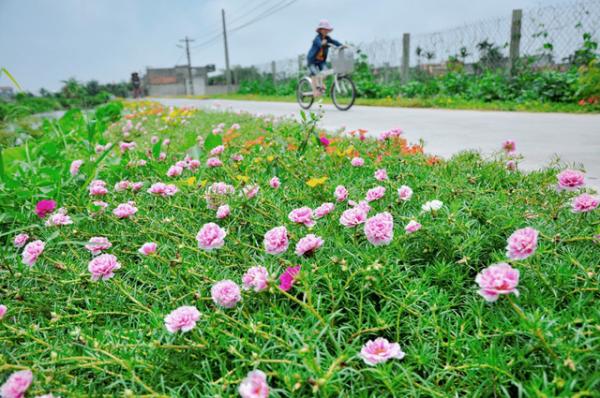 Những con đường không giá trị nghìn tỷ nhưng lại đẹp như tranh ở làng quê Việt Nam Những con đường không giá trị nghìn tỷ nhưng lại đẹp như tranh ở làng quê Việt Nam