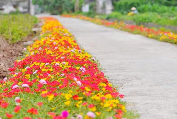 Những con đường không giá trị nghìn tỷ nhưng lại đẹp như tranh ở làng quê Việt Nam Những con đường không giá trị nghìn tỷ nhưng lại đẹp như tranh ở làng quê Việt Nam