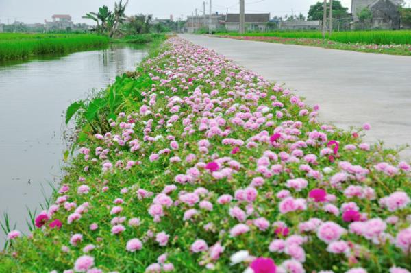 Những con đường không giá trị nghìn tỷ nhưng lại đẹp như tranh ở làng quê Việt Nam Những con đường không giá trị nghìn tỷ nhưng lại đẹp như tranh ở làng quê Việt Nam