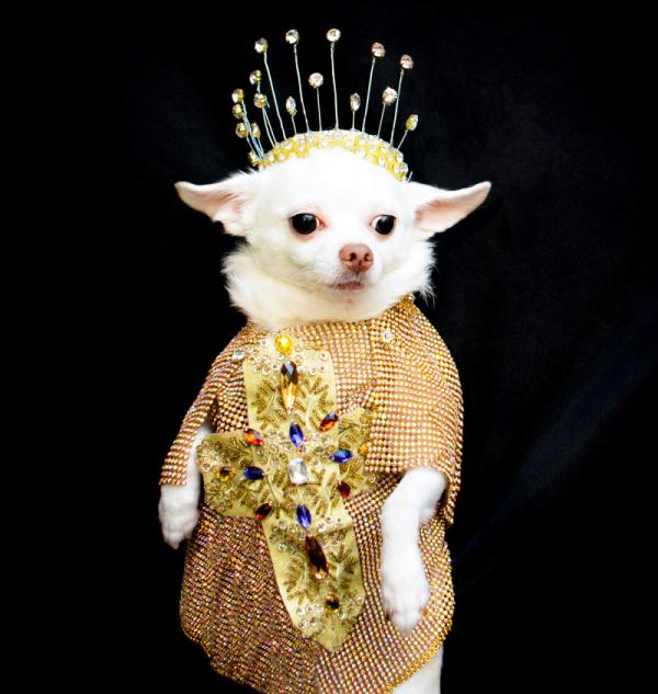 Met Gala phiên bản cún với trang phục thiết kế riêng cầu kỳ không thua gì người thật Met Gala phiên bản cún với trang phục thiết kế riêng cầu kỳ không thua gì người thật
