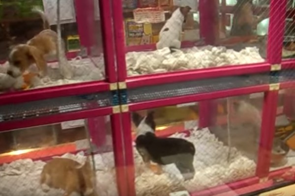 10 món hàng từ quái gở đến... biến thái trong các máy bán hàng tự động ở Nhật Bản 10 món hàng từ quái gở đến... biến thái trong các máy bán hàng tự động ở Nhật Bản