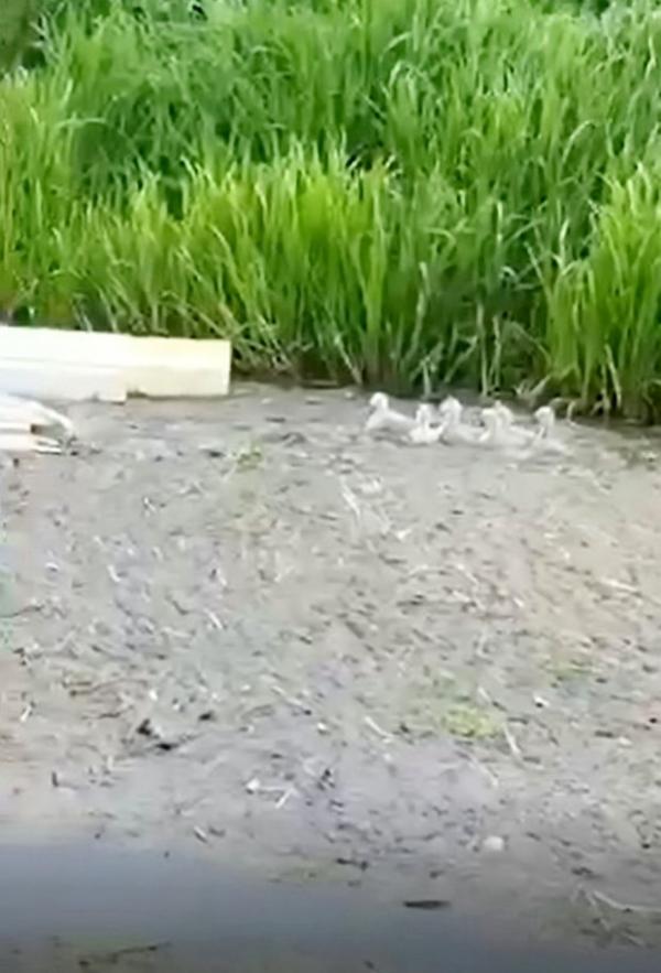 Chú thiên nga tuyệt vọng cứu bạn khỏi chết đuối giữa đầm lầy rác thải Chú thiên nga tuyệt vọng cứu bạn khỏi chết đuối giữa đầm lầy rác thải