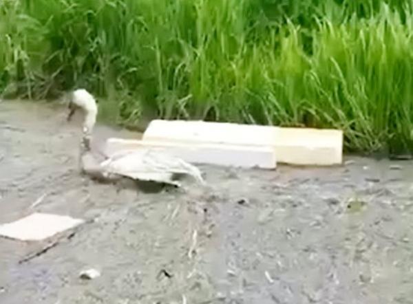 Chú thiên nga tuyệt vọng cứu bạn khỏi chết đuối giữa đầm lầy rác thải Chú thiên nga tuyệt vọng cứu bạn khỏi chết đuối giữa đầm lầy rác thải