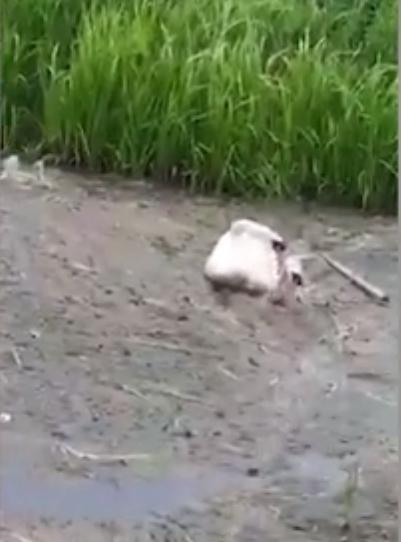 Chú thiên nga tuyệt vọng cứu bạn khỏi chết đuối giữa đầm lầy rác thải Chú thiên nga tuyệt vọng cứu bạn khỏi chết đuối giữa đầm lầy rác thải