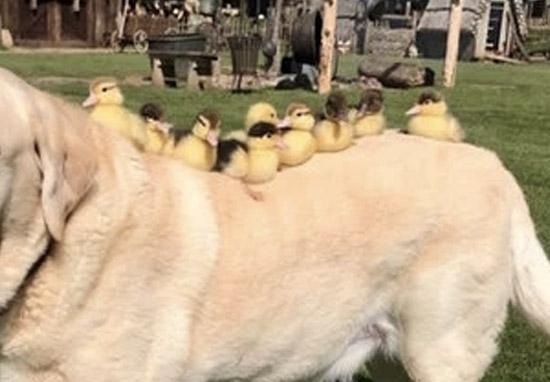 Chú chó tốt bụng nhận làm vú em của đàn vịt con mất mẹ Chú chó tốt bụng nhận làm vú em của đàn vịt con mất mẹ