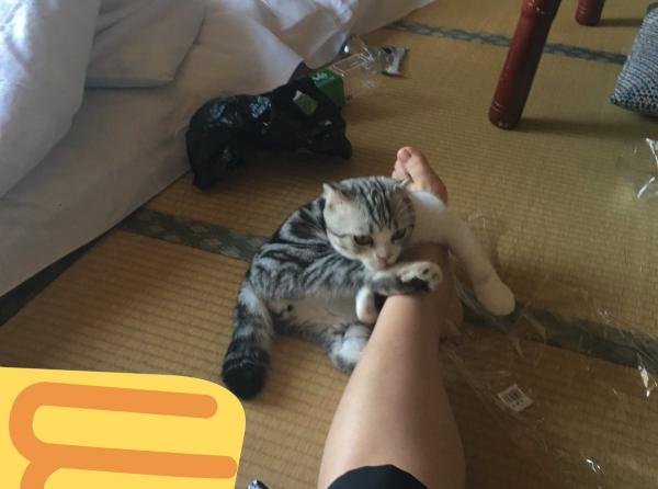 Nhà trọ Nhật Bản cung cấp dịch vụ thuê mèo dành cho những sen không thể sống thiếu boss Nhà trọ Nhật Bản cung cấp dịch vụ thuê mèo dành cho những sen không thể sống thiếu boss
