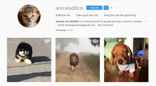 Hơn 2 triệu người theo dõi nhưng Instagram của Sơn Tùng chỉ 'follow' đúng 100 tài khoản và 2 nghệ sĩ Việt! Hơn 2 triệu người theo dõi nhưng Instagram của Sơn Tùng chỉ 'follow' đúng 100 tài khoản và 2 nghệ sĩ Việt!