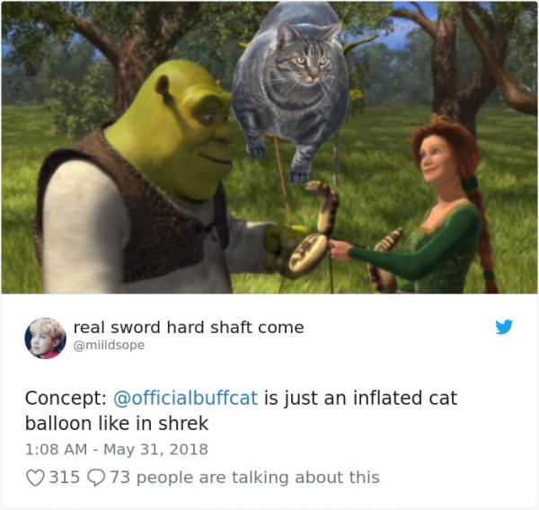 Chú mèo 'cơ bắp cuồn cuộn' trở thành meme hài hước của cư dân mạng Chú mèo 'cơ bắp cuồn cuộn' trở thành meme hài hước của cư dân mạng