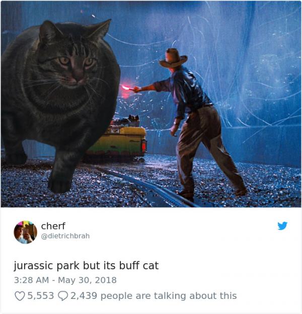 Chú mèo 'cơ bắp cuồn cuộn' trở thành meme hài hước của cư dân mạng Chú mèo 'cơ bắp cuồn cuộn' trở thành meme hài hước của cư dân mạng