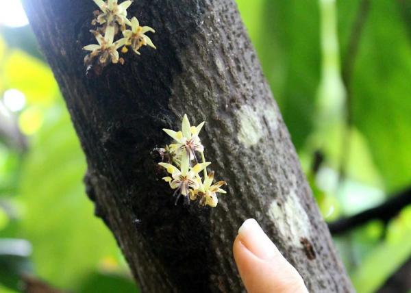 Mê mẩn ngắm quy trình chế biến hạt ca cao thành những thanh socola 'cực phẩm' Mê mẩn ngắm quy trình chế biến hạt ca cao thành những thanh socola 'cực phẩm'