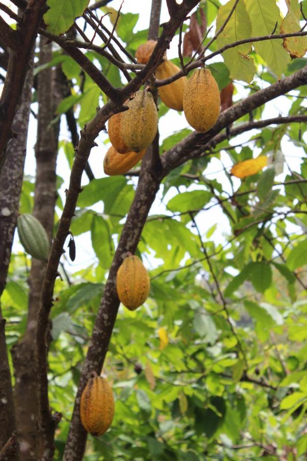 Mê mẩn ngắm quy trình chế biến hạt ca cao thành những thanh socola 'cực phẩm' Mê mẩn ngắm quy trình chế biến hạt ca cao thành những thanh socola 'cực phẩm'