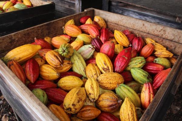 Mê mẩn ngắm quy trình chế biến hạt ca cao thành những thanh socola 'cực phẩm' Mê mẩn ngắm quy trình chế biến hạt ca cao thành những thanh socola 'cực phẩm'