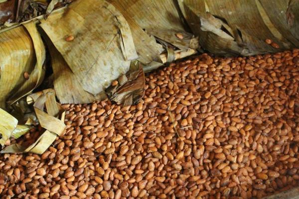 Mê mẩn ngắm quy trình chế biến hạt ca cao thành những thanh socola 'cực phẩm' Mê mẩn ngắm quy trình chế biến hạt ca cao thành những thanh socola 'cực phẩm'
