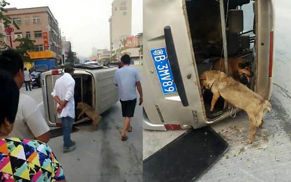 Người đàn ông cầm mã tấu đuổi theo xe trộm chó gây náo động đường phố Người đàn ông cầm mã tấu đuổi theo xe trộm chó gây náo động đường phố