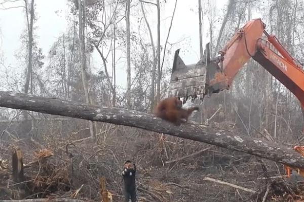 Đau lòng cảnh đười ươi bảo vệ ngôi nhà thiên nhiên trước những người phá rừng Đau lòng cảnh đười ươi bảo vệ ngôi nhà thiên nhiên trước những người phá rừng