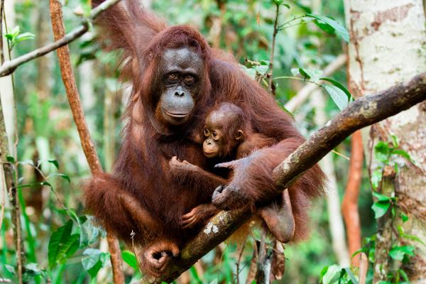 Đau lòng cảnh đười ươi bảo vệ ngôi nhà thiên nhiên trước những người phá rừng Đau lòng cảnh đười ươi bảo vệ ngôi nhà thiên nhiên trước những người phá rừng