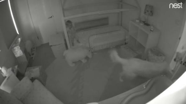 Hai chú chó hợp tác với chủ nhân 15 tháng tuổi tạo thành 'băng trộm nhí' Hai chú chó hợp tác với chủ nhân 15 tháng tuổi tạo thành 'băng trộm nhí'