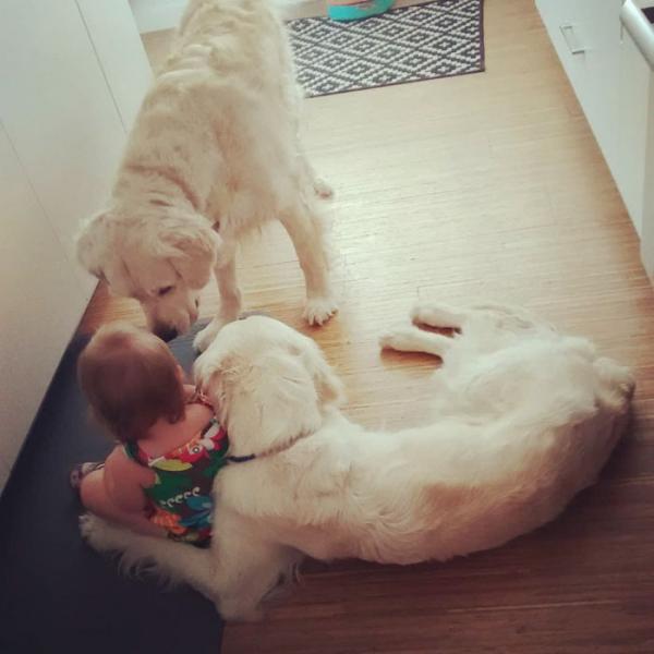 Hai chú chó hợp tác với chủ nhân 15 tháng tuổi tạo thành 'băng trộm nhí' Hai chú chó hợp tác với chủ nhân 15 tháng tuổi tạo thành 'băng trộm nhí'