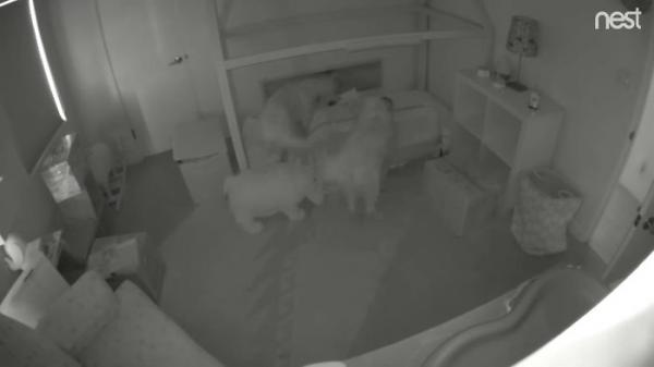 Hai chú chó hợp tác với chủ nhân 15 tháng tuổi tạo thành 'băng trộm nhí' Hai chú chó hợp tác với chủ nhân 15 tháng tuổi tạo thành 'băng trộm nhí'