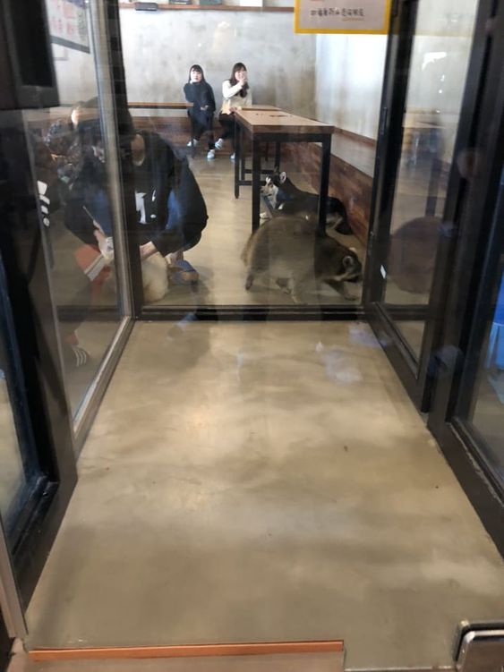 Ngoài cà phê mèo, cà phê chó, giờ ta có cả cà phê... gấu mèo Ngoài cà phê mèo, cà phê chó, giờ ta có cả cà phê... gấu mèo
