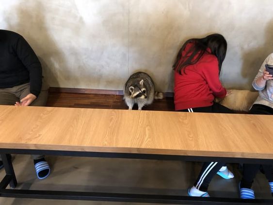 Ngoài cà phê mèo, cà phê chó, giờ ta có cả cà phê... gấu mèo Ngoài cà phê mèo, cà phê chó, giờ ta có cả cà phê... gấu mèo