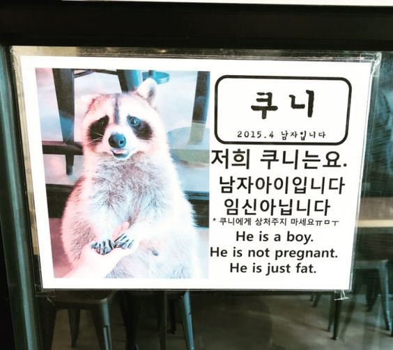 Ngoài cà phê mèo, cà phê chó, giờ ta có cả cà phê... gấu mèo Ngoài cà phê mèo, cà phê chó, giờ ta có cả cà phê... gấu mèo