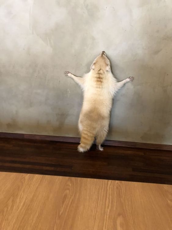 Ngoài cà phê mèo, cà phê chó, giờ ta có cả cà phê... gấu mèo Ngoài cà phê mèo, cà phê chó, giờ ta có cả cà phê... gấu mèo