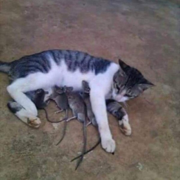 27 hình ảnh ngớ ngẩn đến mức phi thực tế nhưng vẫn hiện hữu xung quanh ta 27 hình ảnh ngớ ngẩn đến mức phi thực tế nhưng vẫn hiện hữu xung quanh ta