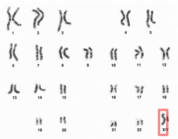 Con cái thừa hưởng trí thông minh từ bố hay mẹ? Thắc mắc muôn thuở nay đã có câu trả lời! Con cái thừa hưởng trí thông minh từ bố hay mẹ? Thắc mắc muôn thuở nay đã có câu trả lời!