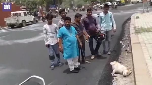 Thương tâm chú chó đang ngủ thì bị 'chôn sống' bởi nhựa đường Thương tâm chú chó đang ngủ thì bị 'chôn sống' bởi nhựa đường