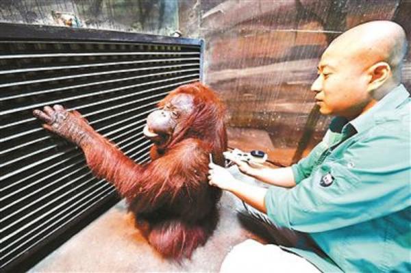 Sở thú Bắc Kinh điều trị đười ươi bị tàn tật bằng phương pháp xoa bóp cổ truyền Sở thú Bắc Kinh điều trị đười ươi bị tàn tật bằng phương pháp xoa bóp cổ truyền
