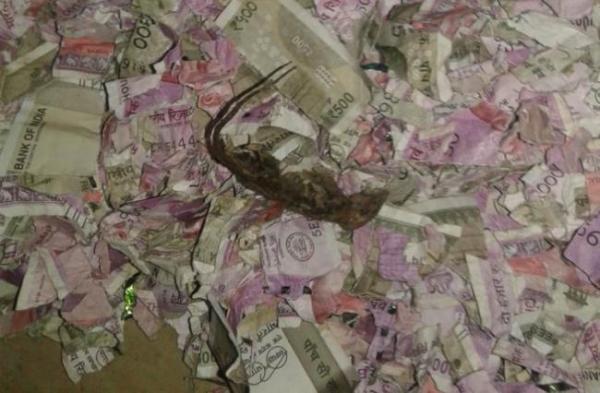 Chuột làm ổ trong máy ATM và cắn nát bươm toàn bộ tiền tại Ấn Độ Chuột làm ổ trong máy ATM và cắn nát bươm toàn bộ tiền tại Ấn Độ