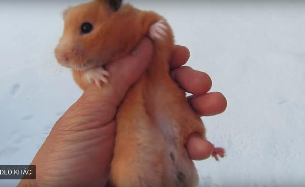 Hành vi ngược đãi chuột hamster trong tuyết khiến dân mạng Nhật Bản tức giận Hành vi ngược đãi chuột hamster trong tuyết khiến dân mạng Nhật Bản tức giận