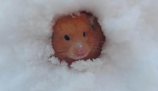 Hành vi ngược đãi chuột hamster trong tuyết khiến dân mạng Nhật Bản tức giận Hành vi ngược đãi chuột hamster trong tuyết khiến dân mạng Nhật Bản tức giận