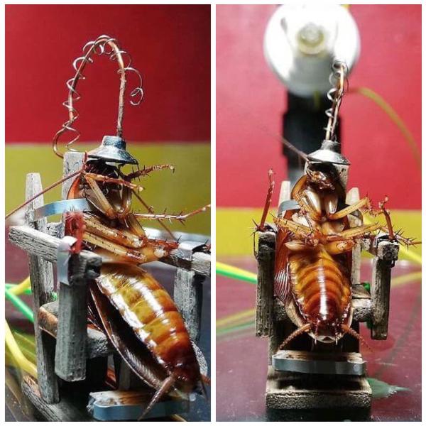 Nghệ sĩ Philippines bị chỉ trích gay gắt vì tự tay 'hành hình' một con gián trên ghế điện Nghệ sĩ Philippines bị chỉ trích gay gắt vì tự tay 'hành hình' một con gián trên ghế điện