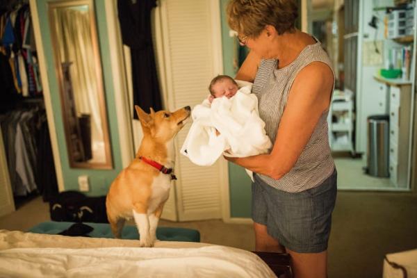 Cảm động chú chó Corgi biết giúp chủ của mình vượt qua cơn sinh nở tại nhà Cảm động chú chó Corgi biết giúp chủ của mình vượt qua cơn sinh nở tại nhà