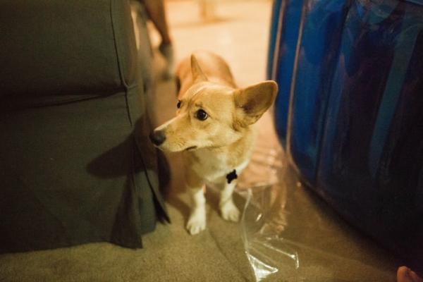 Cảm động chú chó Corgi biết giúp chủ của mình vượt qua cơn sinh nở tại nhà Cảm động chú chó Corgi biết giúp chủ của mình vượt qua cơn sinh nở tại nhà
