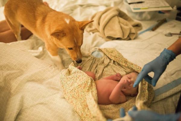 Cảm động chú chó Corgi biết giúp chủ của mình vượt qua cơn sinh nở tại nhà Cảm động chú chó Corgi biết giúp chủ của mình vượt qua cơn sinh nở tại nhà