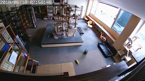 Phản ứng kích động của loài mèo trước khi xảy ra động đất mạnh ở Nhật Bản Phản ứng kích động của loài mèo trước khi xảy ra động đất mạnh ở Nhật Bản