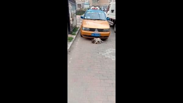 Dù người bạn đã chết, chú mèo nhỏ vẫn dùng hết sức để tha xác bạn vào nơi an toàn Dù người bạn đã chết, chú mèo nhỏ vẫn dùng hết sức để tha xác bạn vào nơi an toàn