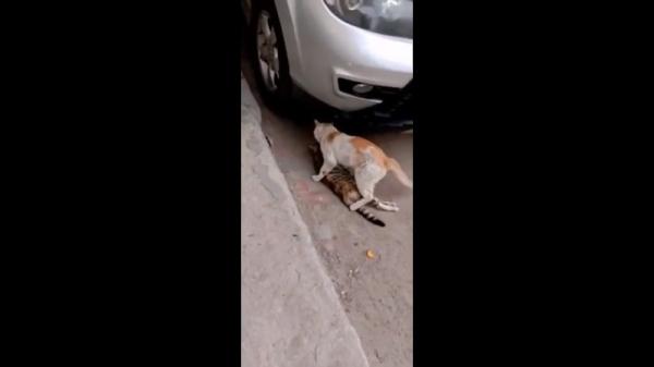 Dù người bạn đã chết, chú mèo nhỏ vẫn dùng hết sức để tha xác bạn vào nơi an toàn Dù người bạn đã chết, chú mèo nhỏ vẫn dùng hết sức để tha xác bạn vào nơi an toàn