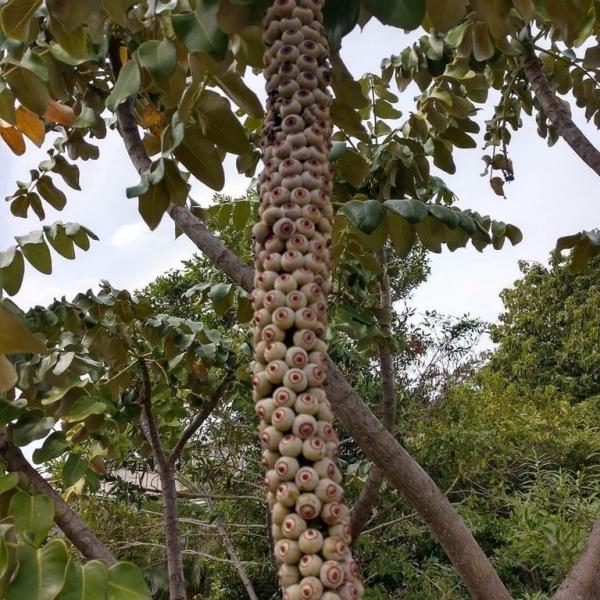 15 hình ảnh có thể khiến những người mắc hội chứng sợ lỗ phải khóc thét 15 hình ảnh có thể khiến những người mắc hội chứng sợ lỗ phải khóc thét