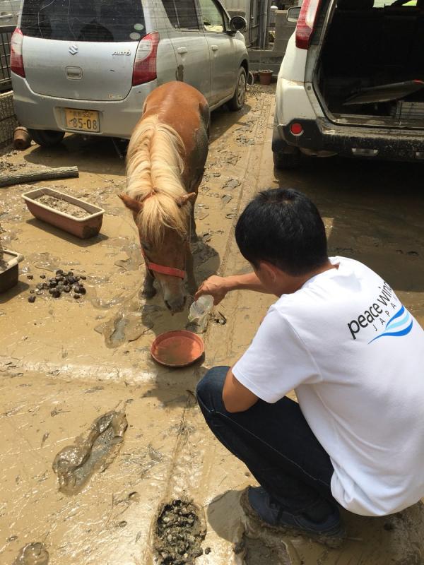 Câu chuyện kì lạ về cô ngựa lùn mất tích được tìm thấy trên mái nhà sau trận lũ ở Nhật Bản Câu chuyện kì lạ về cô ngựa lùn mất tích được tìm thấy trên mái nhà sau trận lũ ở Nhật Bản